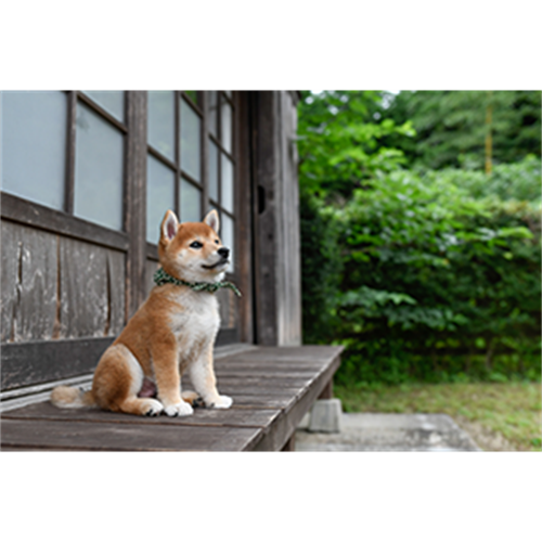 豆助っていいな。 歴代ベスト フォトブック[グッズ][+DVD（初版のみ