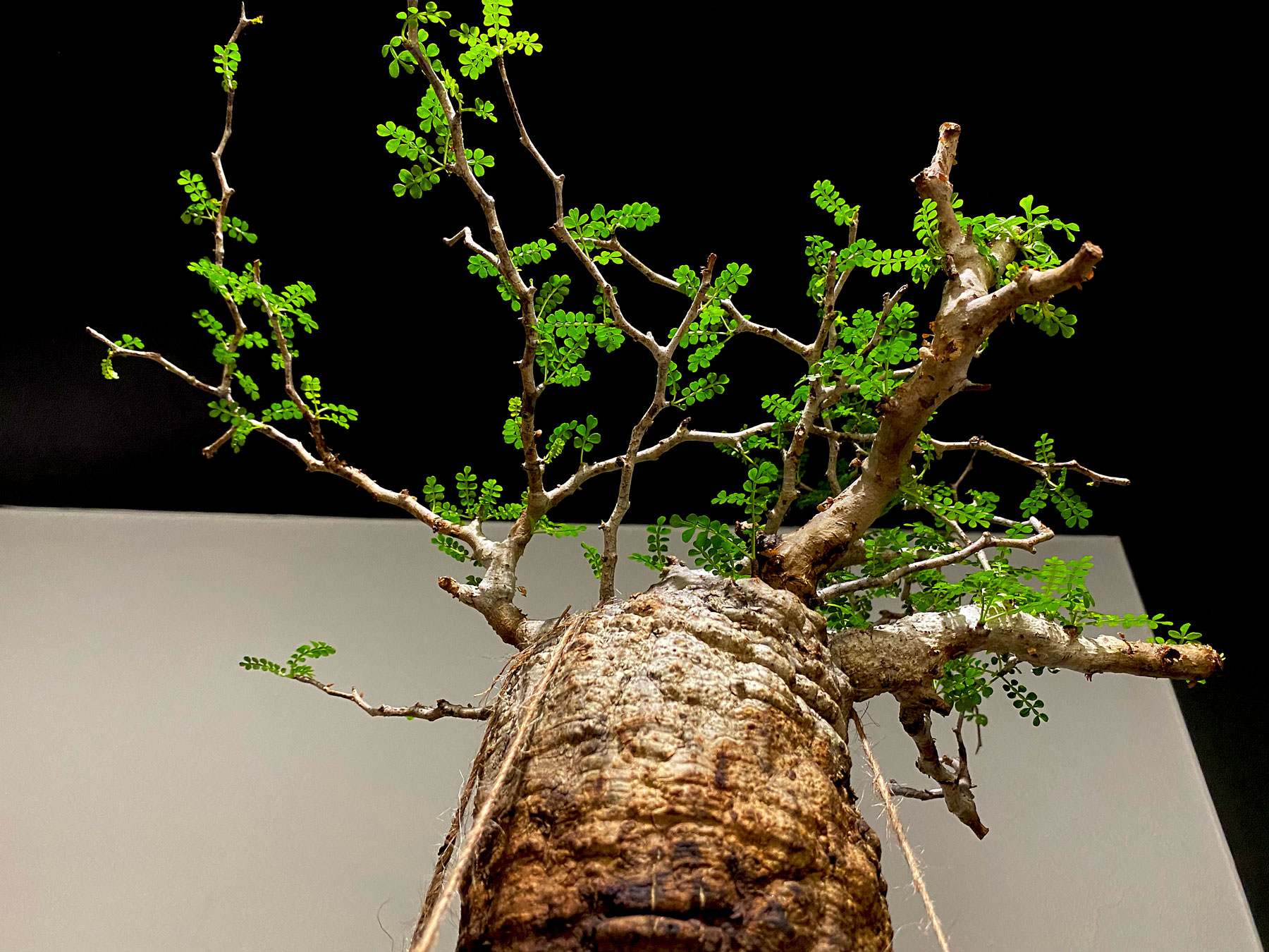 90日目／vol.3】オペルクリカリア・パキプス現地株の発根管理｜土耕編