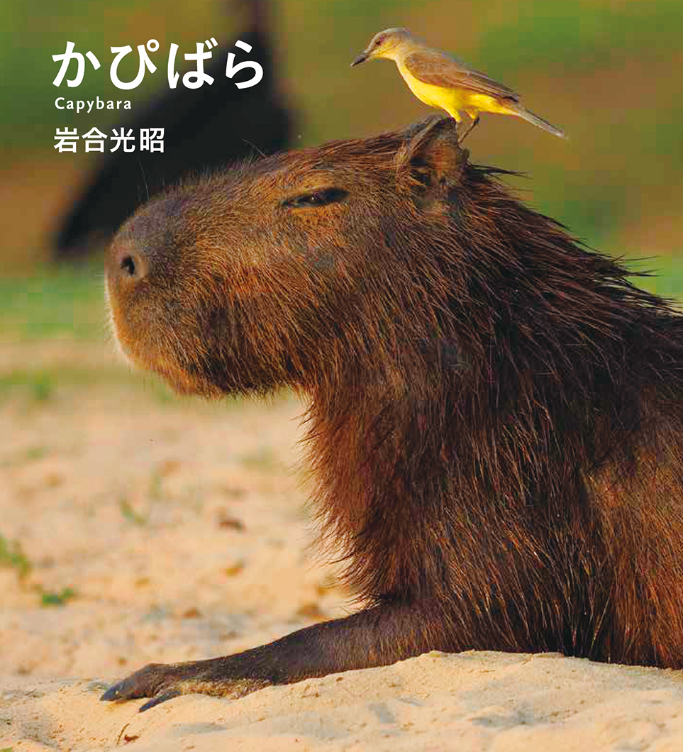 IWAGO'S BOOK ⑤『かぴばら』 | 株式会社クレヴィス