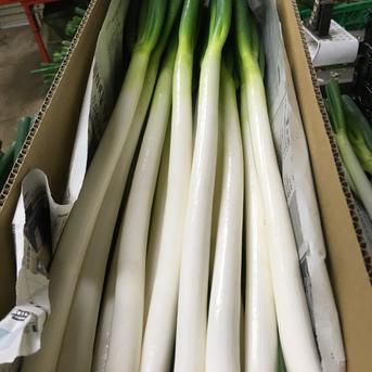 白ネギ「長ネギ」2kgご自宅用長さそのまま箱♪100サイズたっぷりネギ