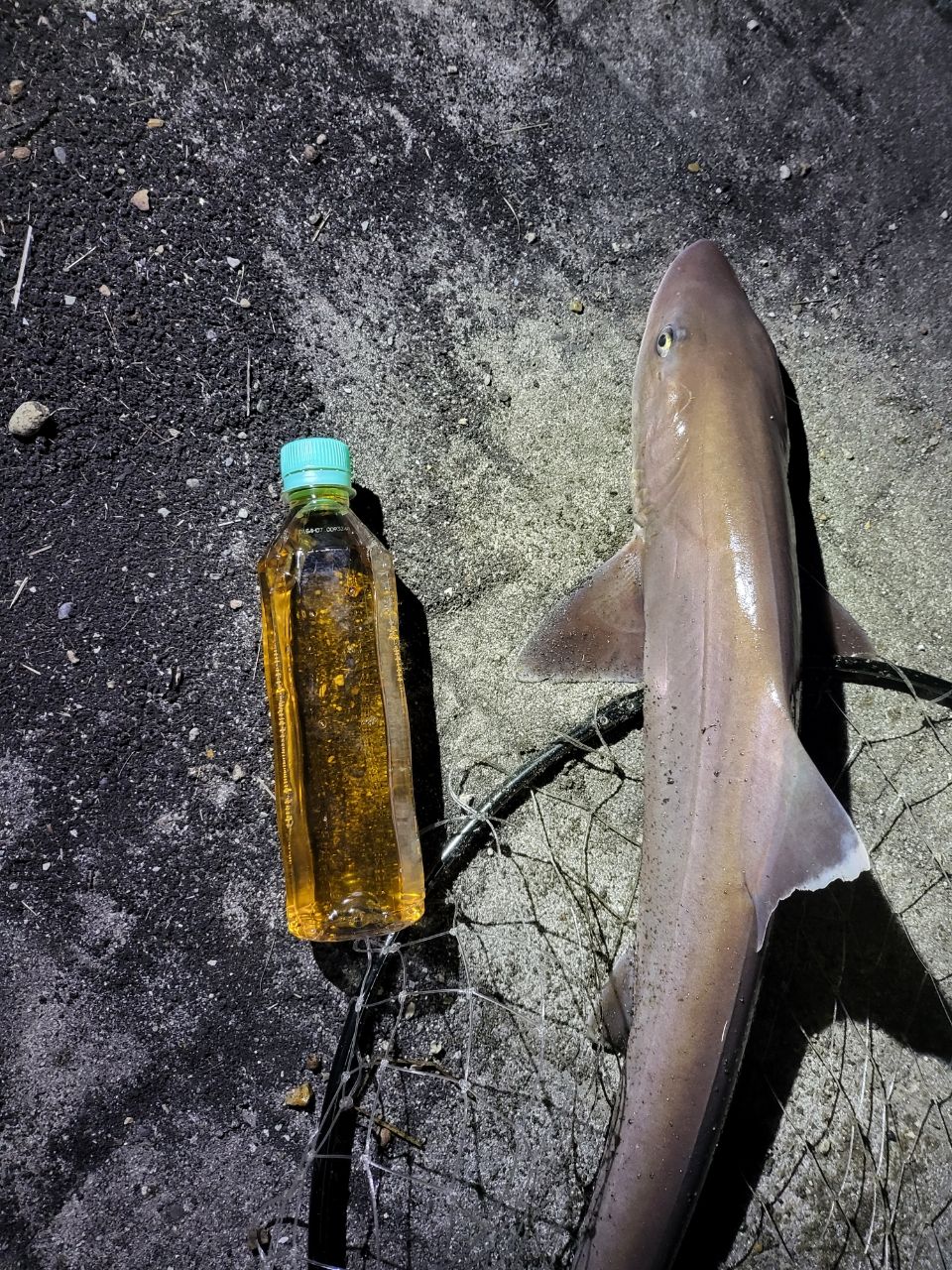 DAIWA 23バトルゲーム BKG（ブッコミゲーム） T H480の最安値