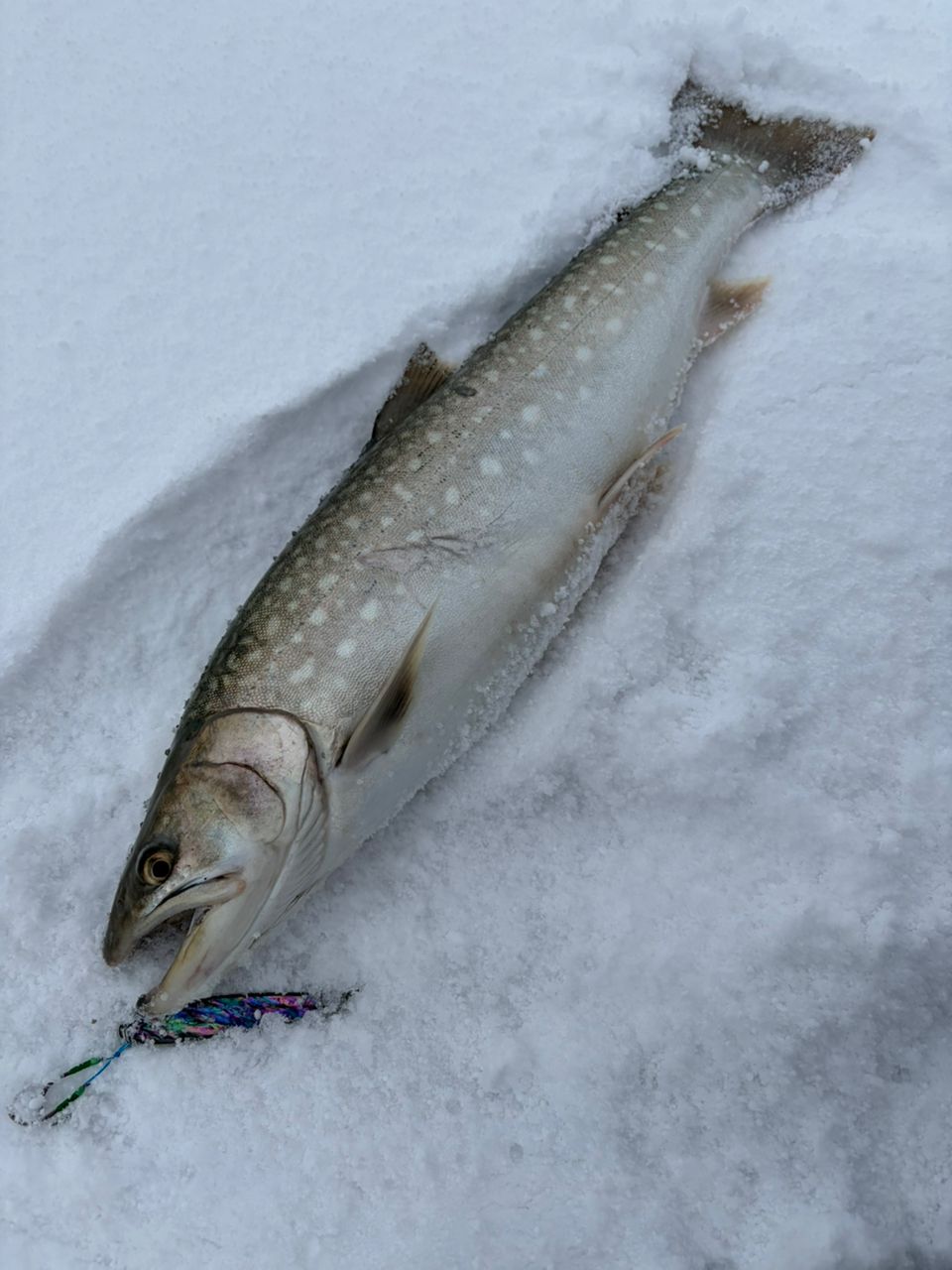 カムイランケタム 121 アキアジ アメマス 楽天市場】ダイワ(DAIWA