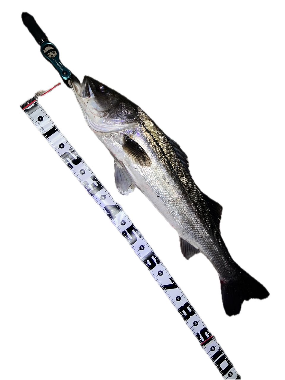 SHIMANO 22エクスセンス ∞ (インフィニティ) S96MLの最安値・インプレ