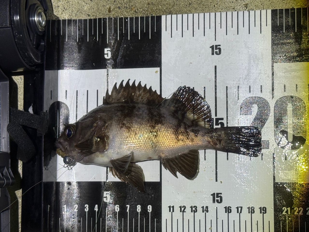 DAIWA 20月下美人 アジング 78ML-Sの最安値・インプレ・釣果 | 本音の