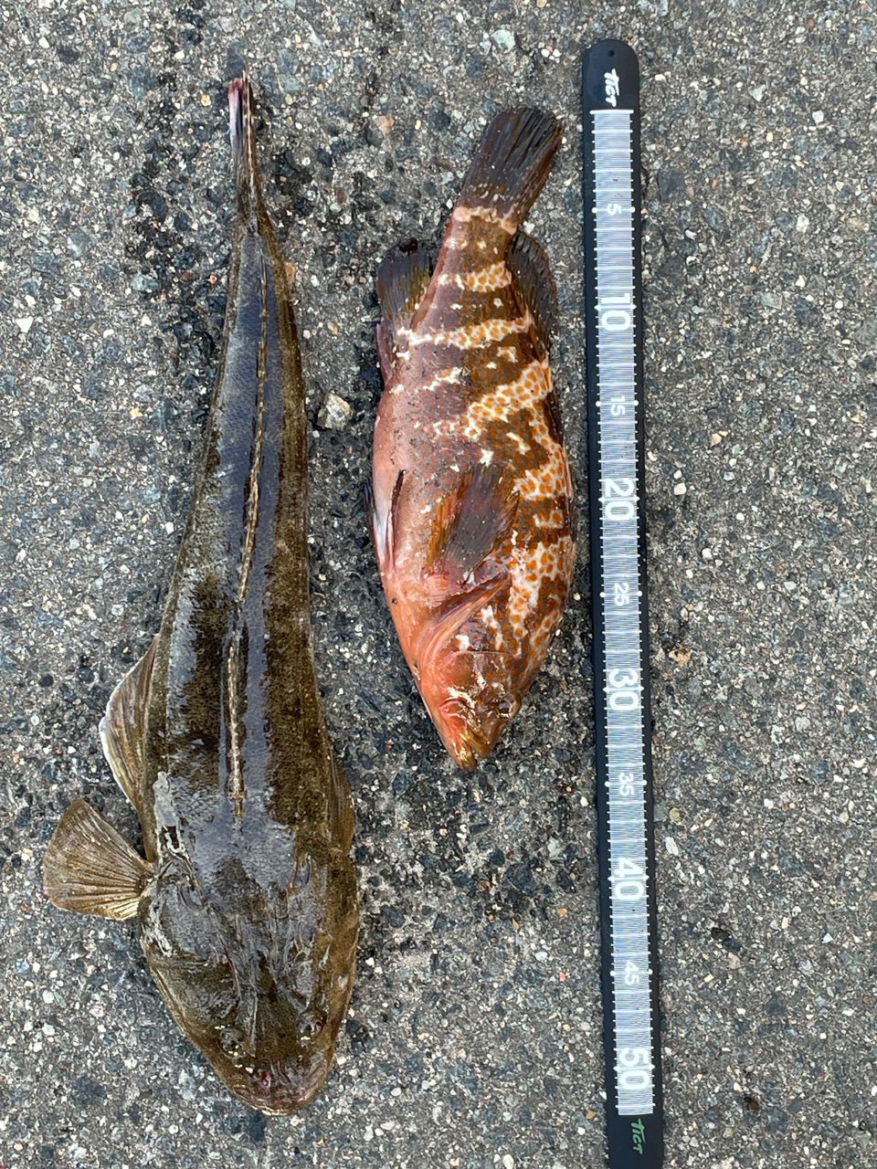 DAIWA 20ラテオ モバイル 110MH-4の最安値・インプレ・釣果 | 本音の