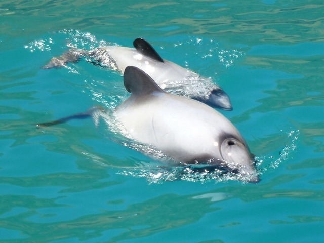 クライストチャーチ ドルフィンスイミング イルカと一緒に泳ごう