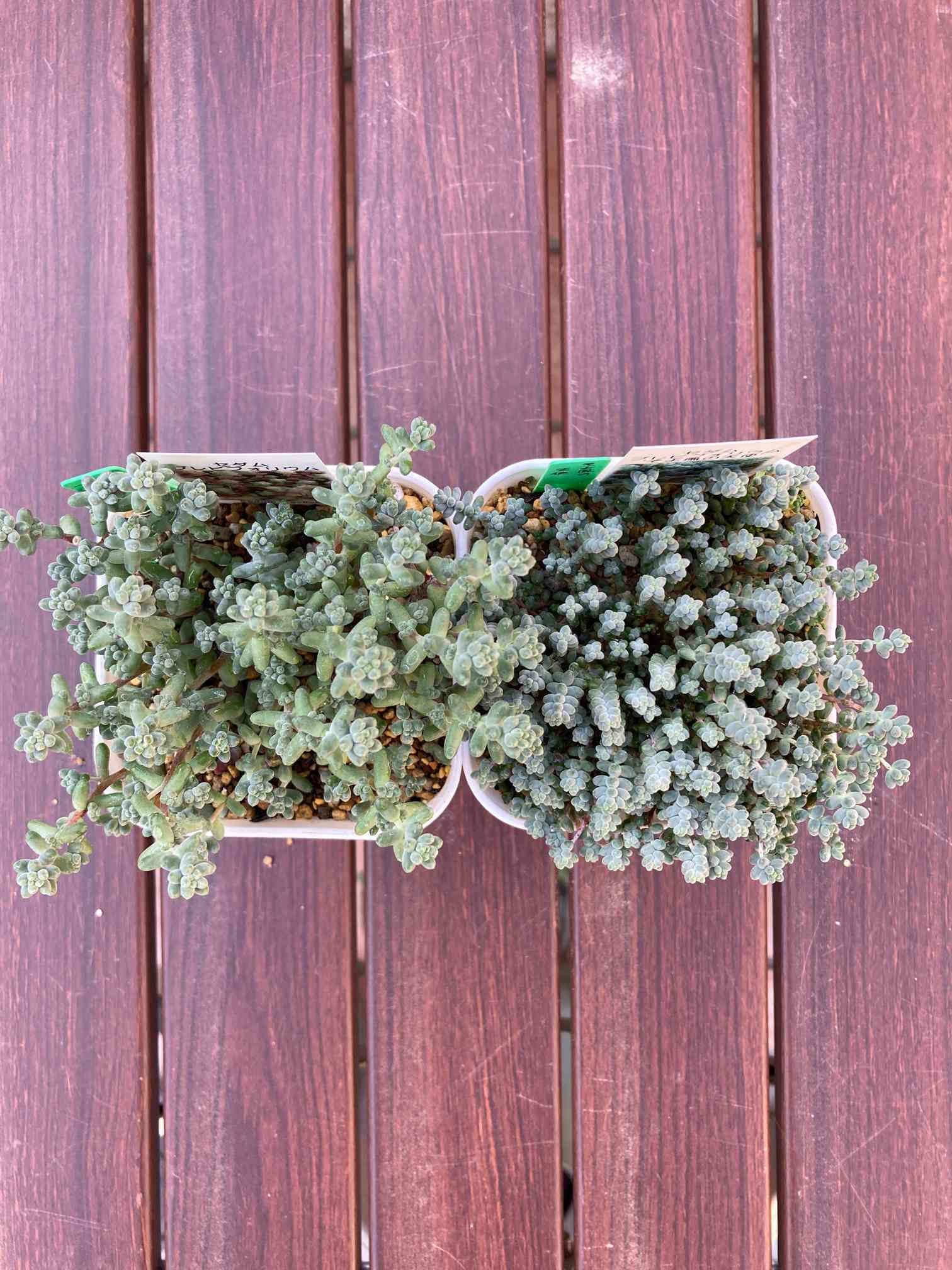 多肉アルバム⑬ ブレビフォリウム&そよ風の天使｜🍀GreenSnap