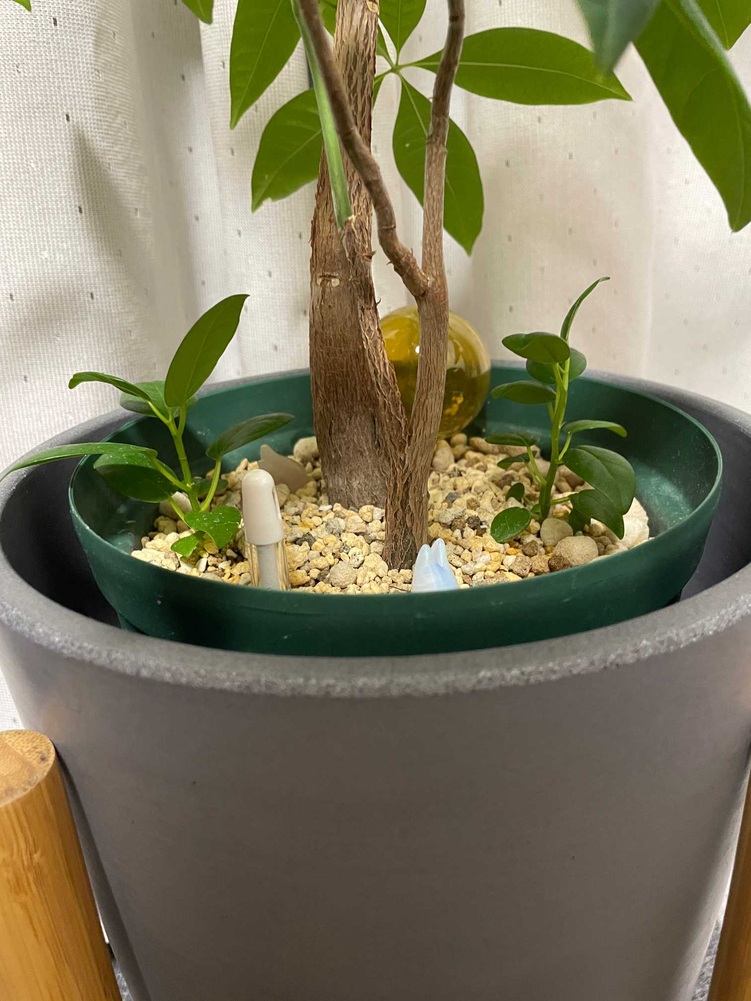 パンダガジュマル 斑入り 白葉 接木 5号サイズ パンダガジュマル