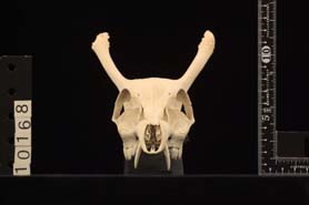 Muntiacus reevesi（キョン（タイワンキョン））