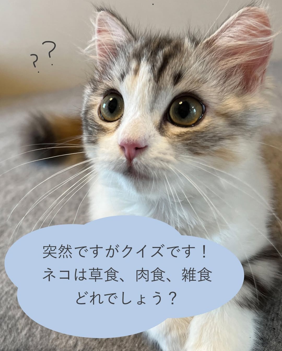 ネコに安心な香りのハンドクリーム『SonoHada』（ソノハダ） | DL TOWN