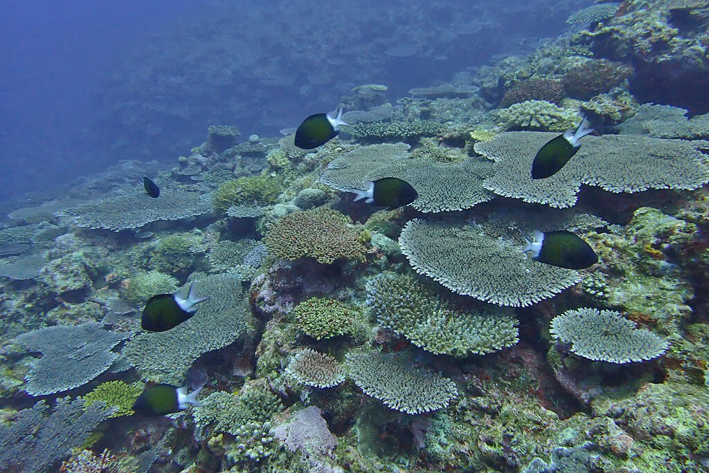 水深30mのテーブルサンゴ | 沖縄久米島の少人数制ダイビング