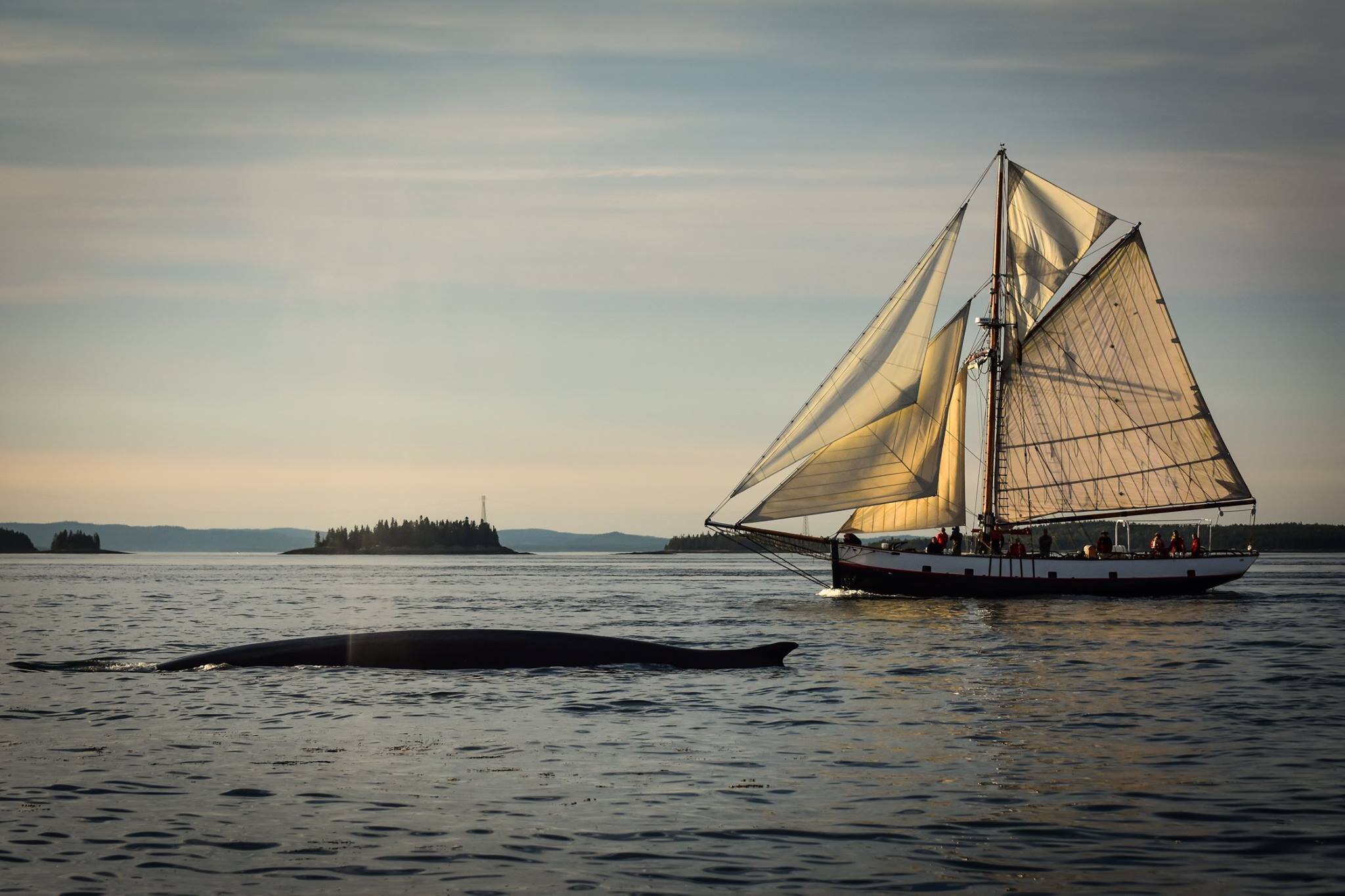 Jolly Breeze Whale Adventures (2026) - All You MUST Know Before