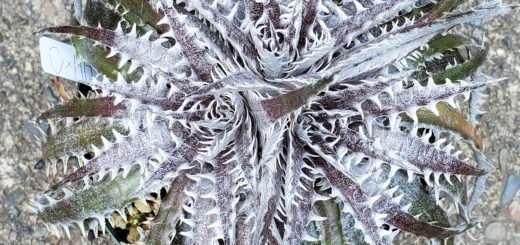 ディッキア：Dyckia hebdingii Hybrid | Dyckia Maniax