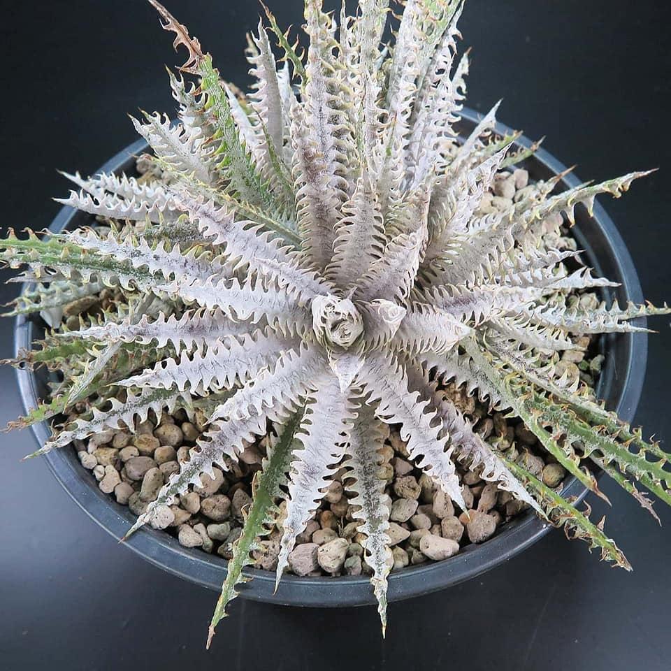 Arizona #9 x White Gold (#N039) – Panus Japan