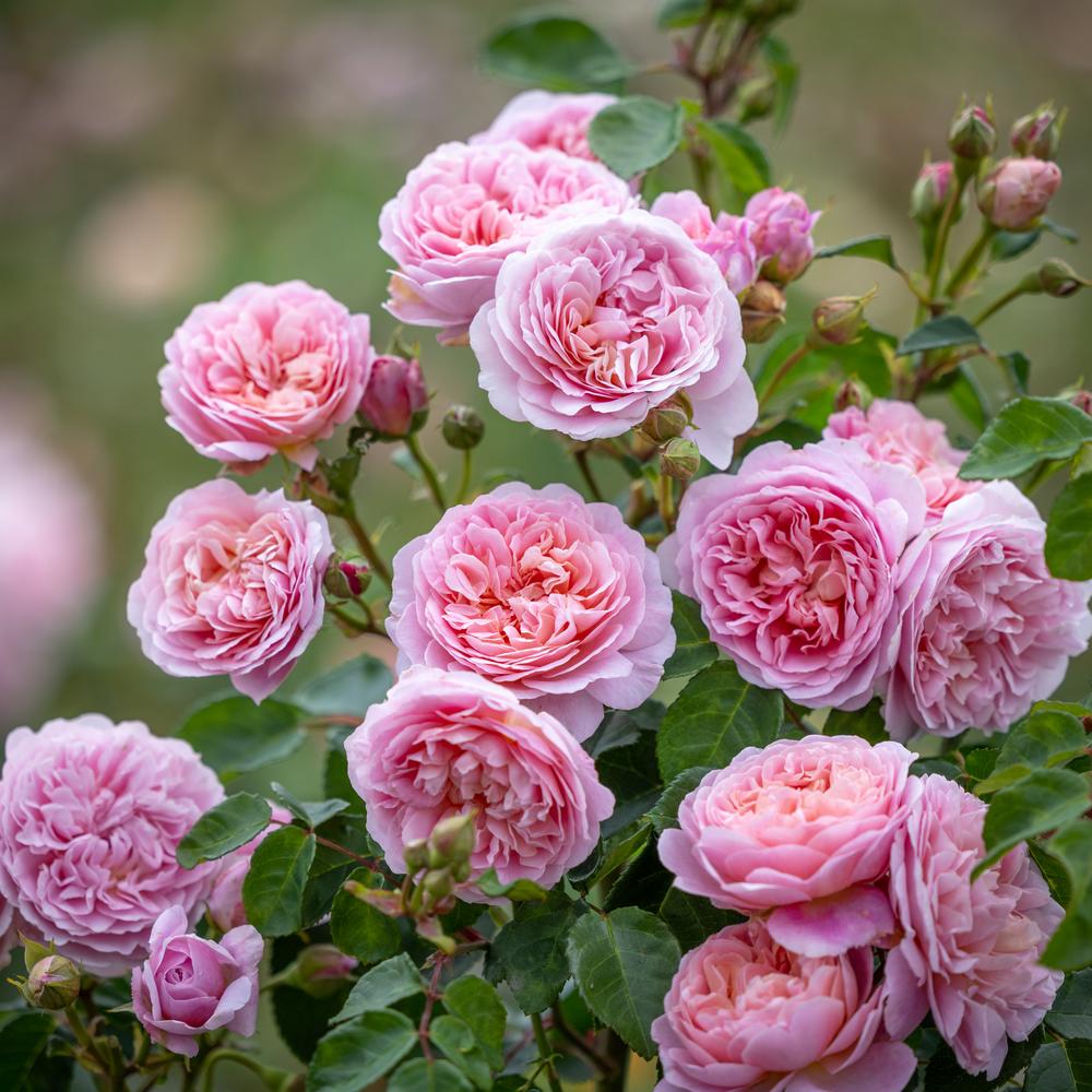 Eustacia Vye® (Ausegdon), a rose inspired by Hardy's heroine