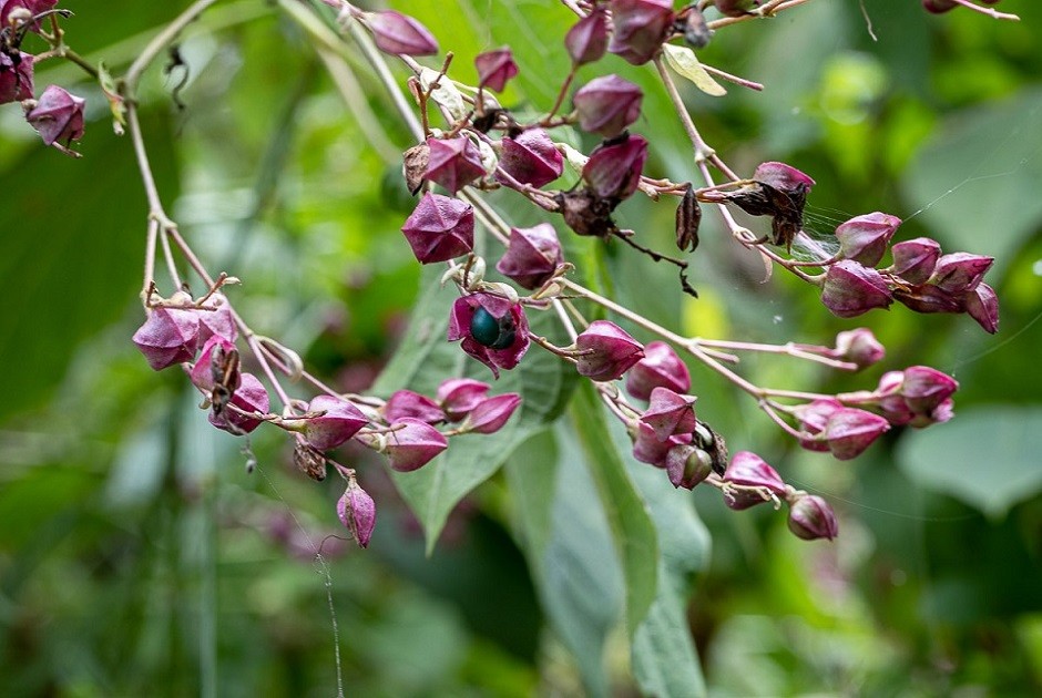 冷凍][染色用]ブルーベリー/くじゅな(クサギ) | 書籍・その他 | 福岡