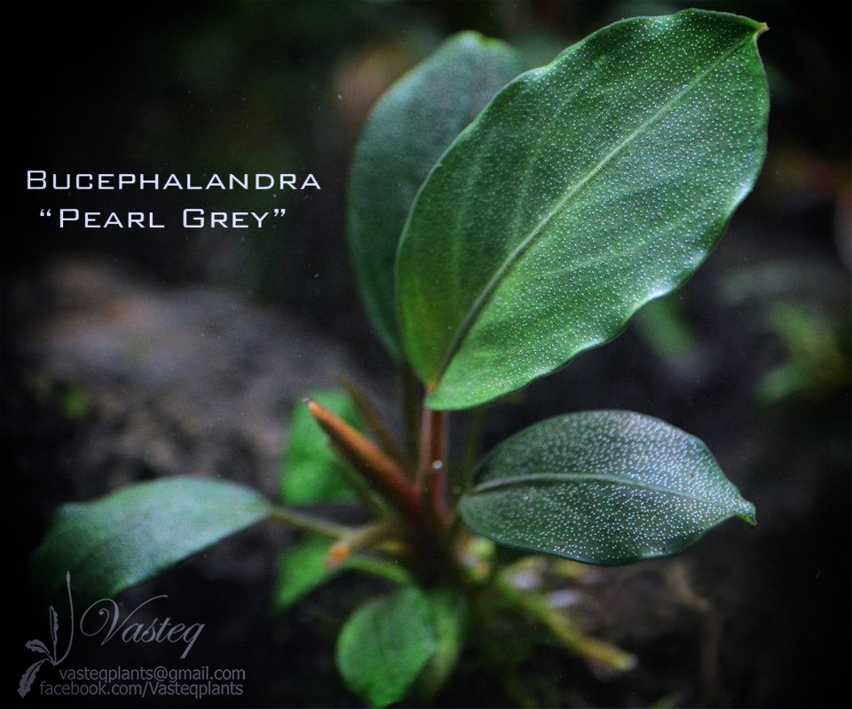 Bucephalandra Plants: Bucephalandra sp. Pearl Grey