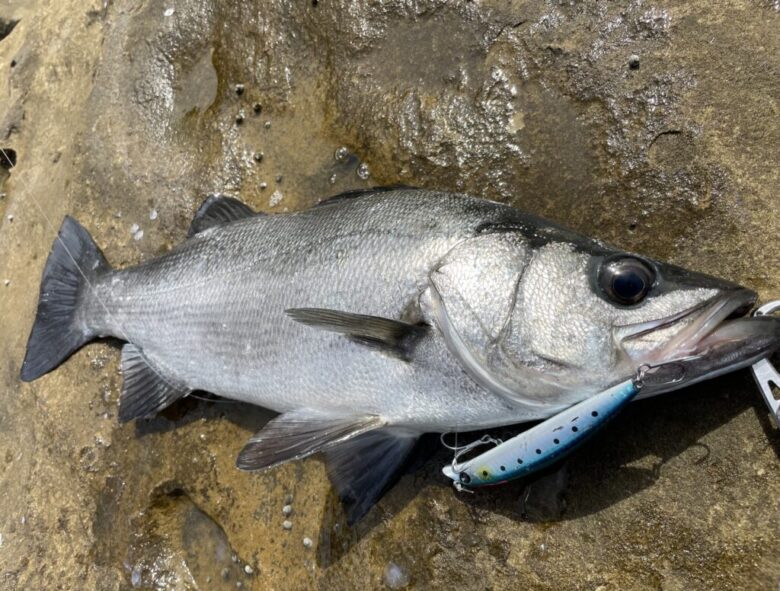 実釣比較】ヒラスズキにおすすめなフック・選び方のコツ解説 | まる