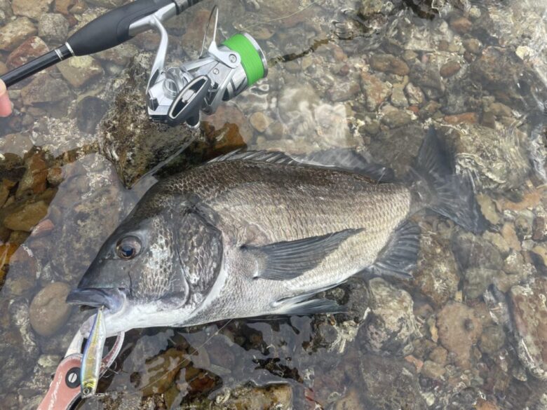 シマノ 23ストラディックを徹底インプレ！ | まるなか大衆鮮魚