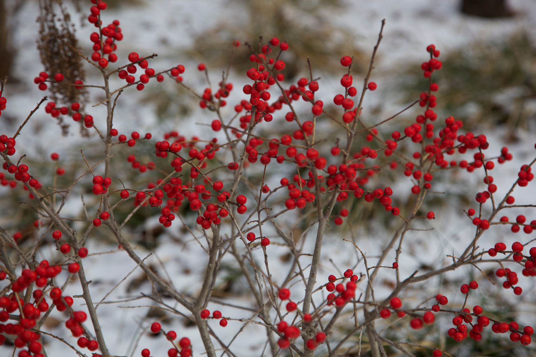 Featured Plant: Red Sprite Winterberry | The High Line