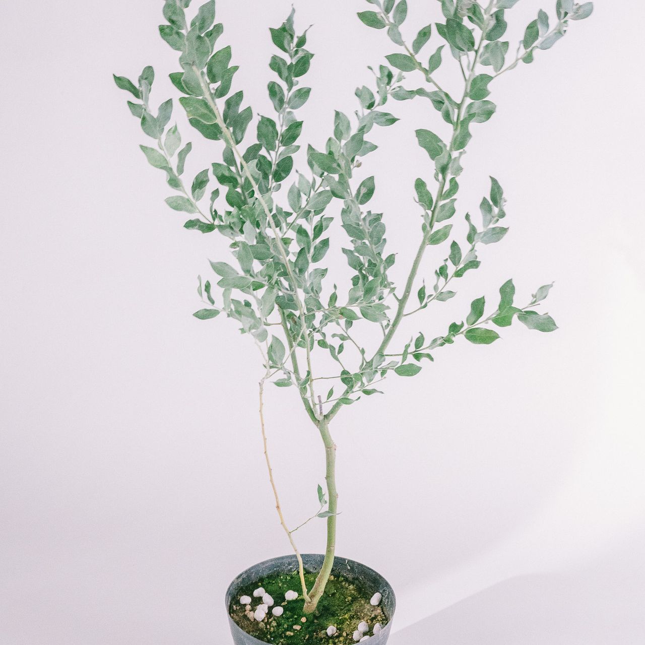 希少！パールアカシア（ミモザ）