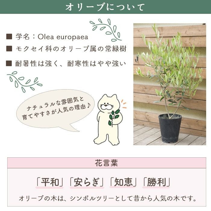 観葉植物 オリーブの木 品種おまかせオリーブ 6号鉢 かごなし FKTK