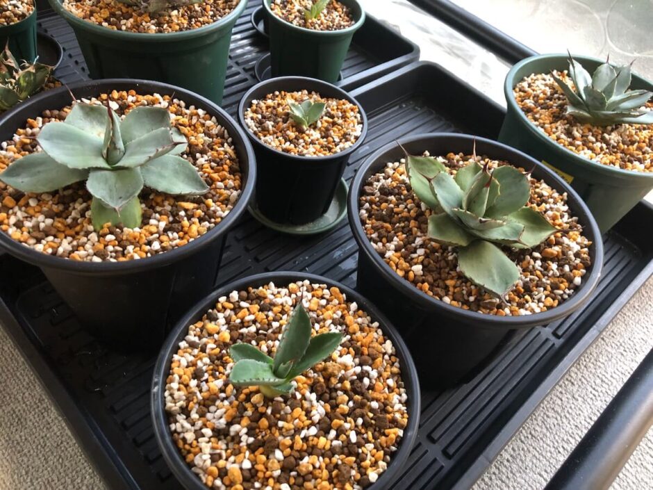 アガベ オバティフォリア 縞斑 パリー トランカータ 斑入り パラサナ