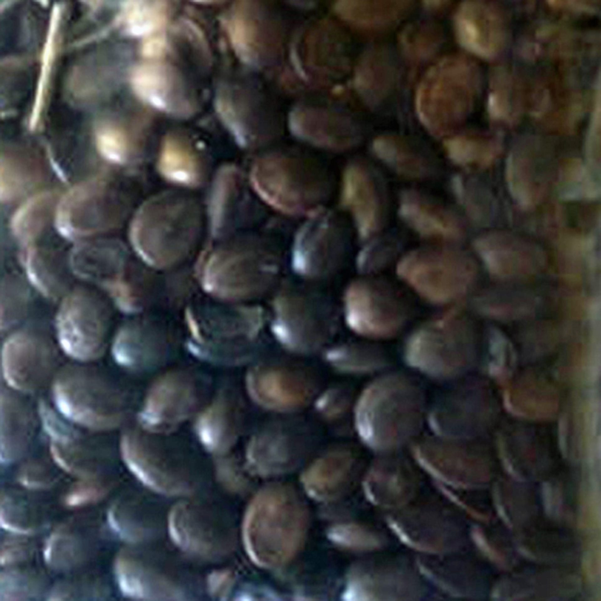 Acacia confusa | 'Formosa Wattle' | Seeds - Freaky Cacti