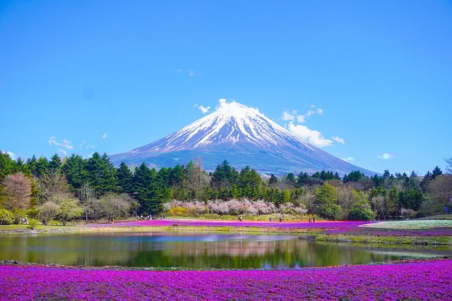 富士山周辺の桜の名所・見頃 | 富士山観光情報 FUJIYAMA JAPAN
