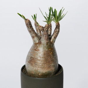 初心者にも！塊根植物（コーデックス）ライフのススメ｜メンズライフ