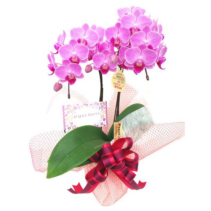 ファレノプシス スペシオサ | Flower＆Green&Growers公式通販｜ギフト