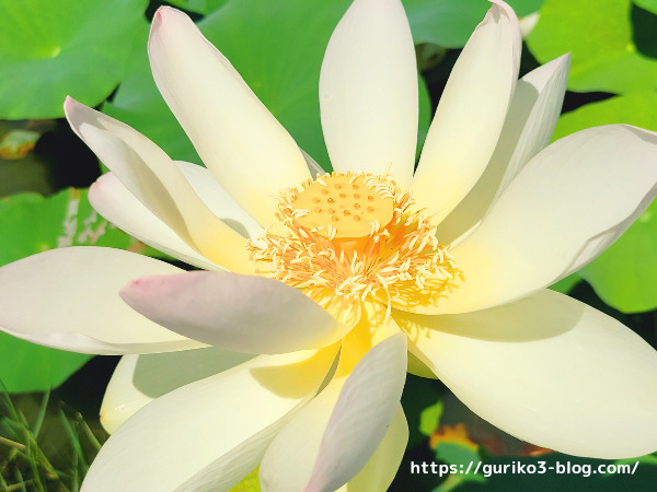 羽島市・大賀ハス園 水上の花畑！世界最古のハスの花とスイレンが咲く