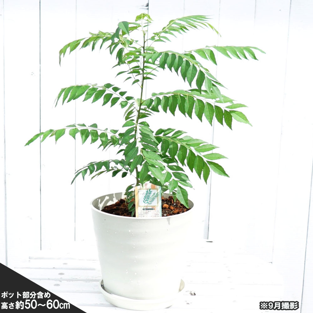 カレーリーフ 苗 通販 苗木部 By 花ひろばオンライン