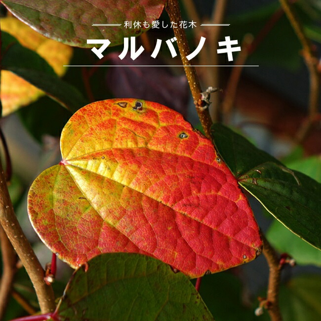 マルバノキ 苗 通販 苗木部 By 花ひろばオンライン