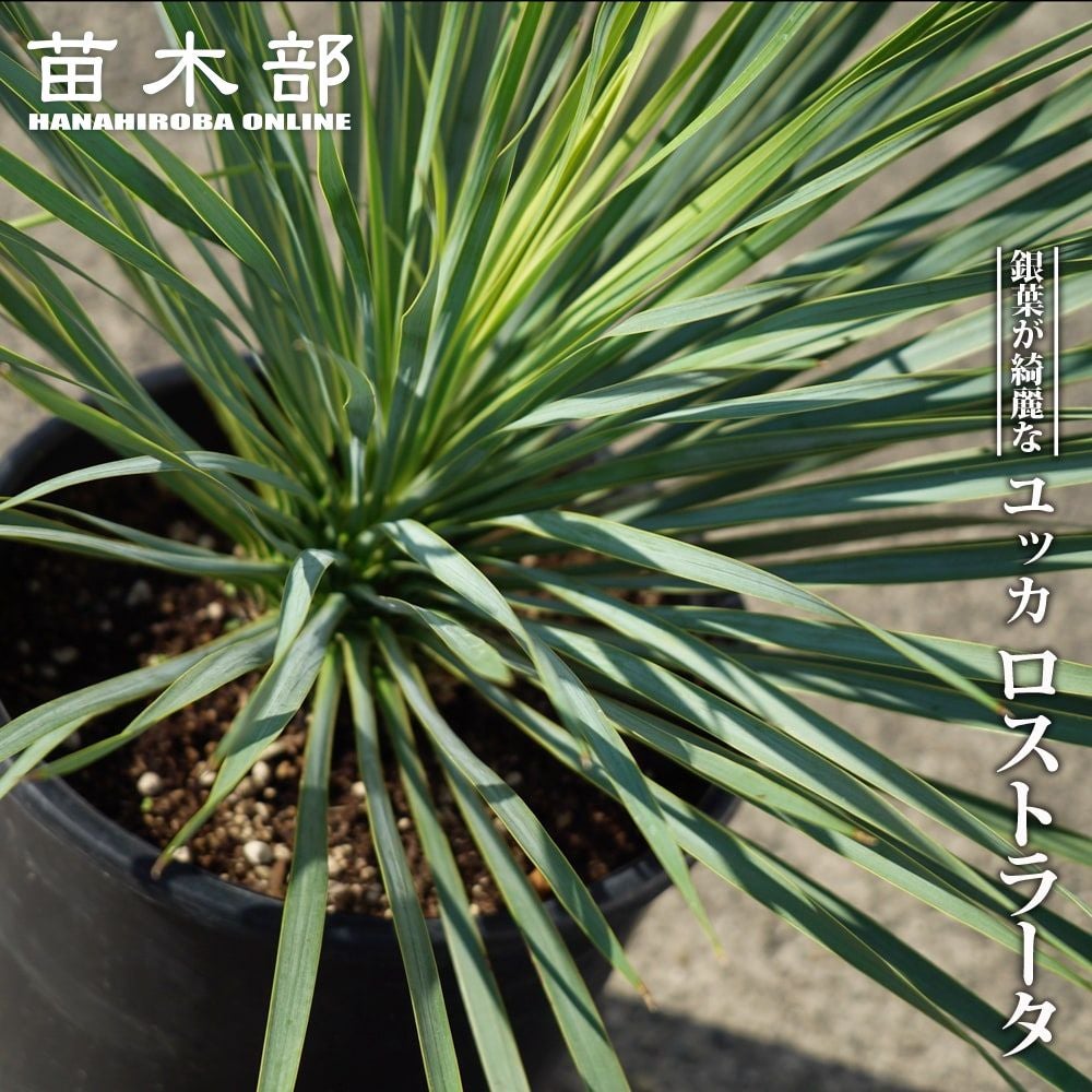 ユッカ ロストラータ ハイブリッドの通販 苗木部 By 花ひろばオンライン