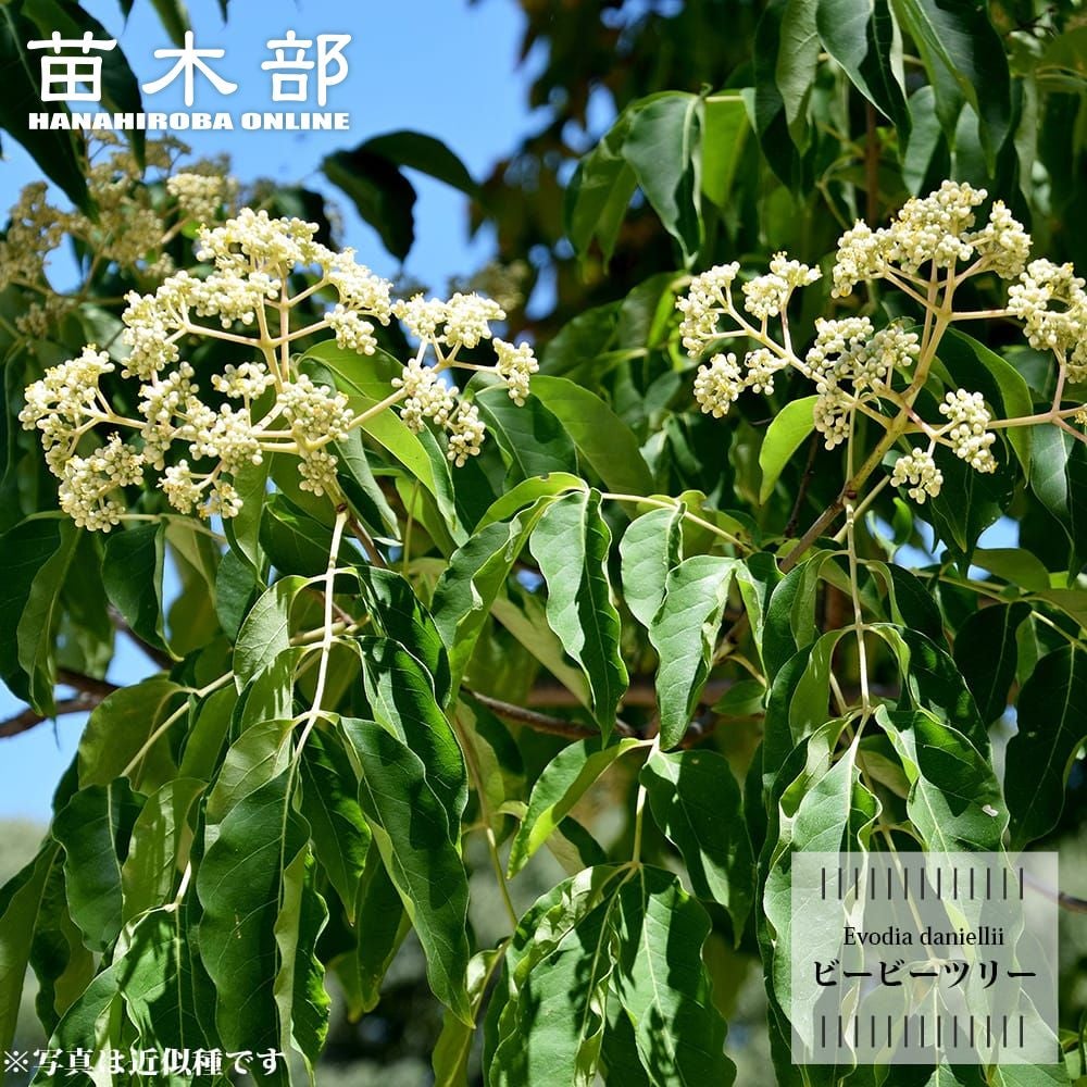 アロニア アルブティフォリア クックベリー 苗 販売 苗木部 By 花