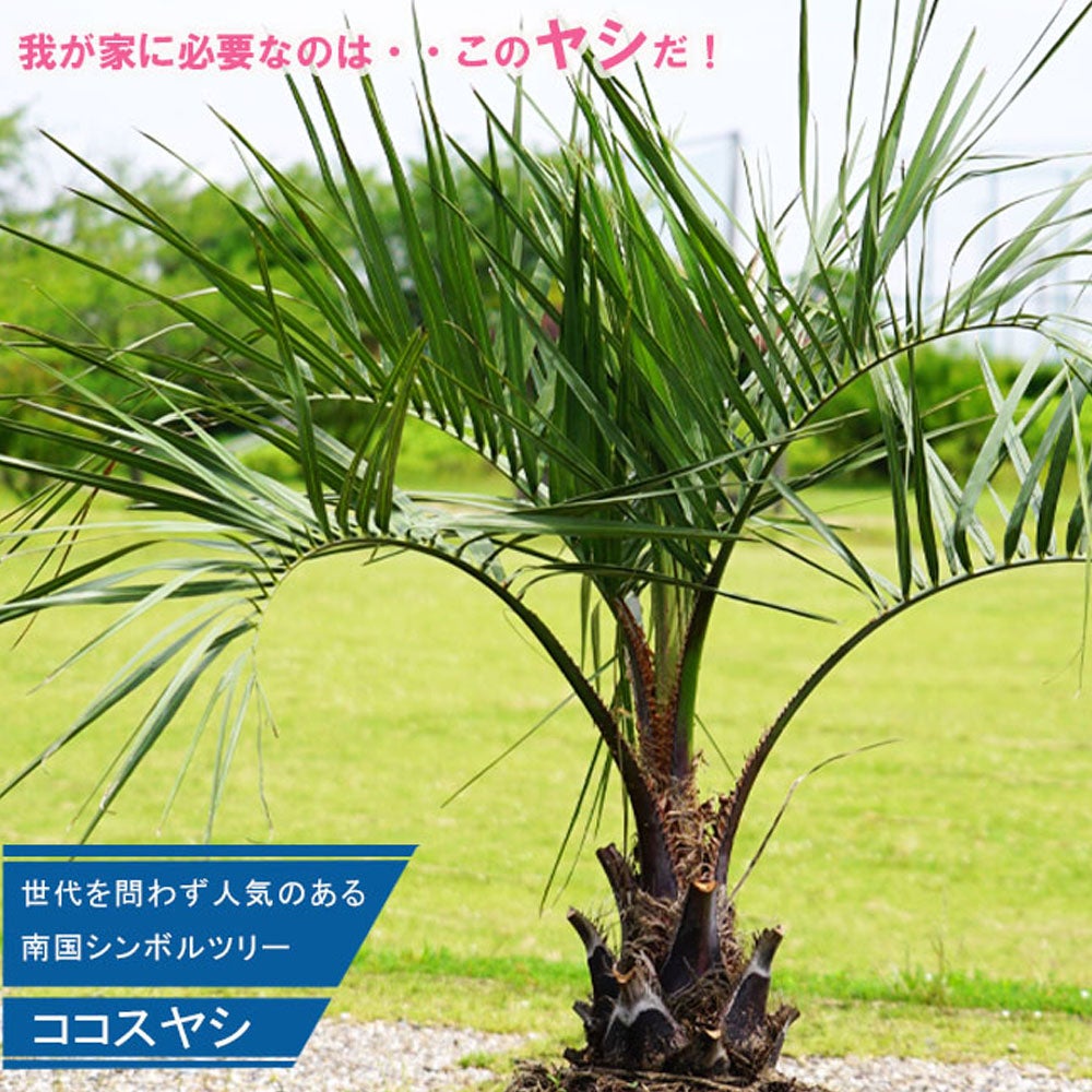 000000026435-01.jpg?size=l&w=