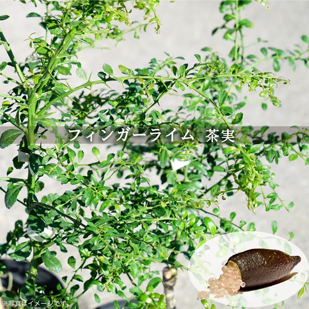 000000033835-01.jpg?size=l&w=