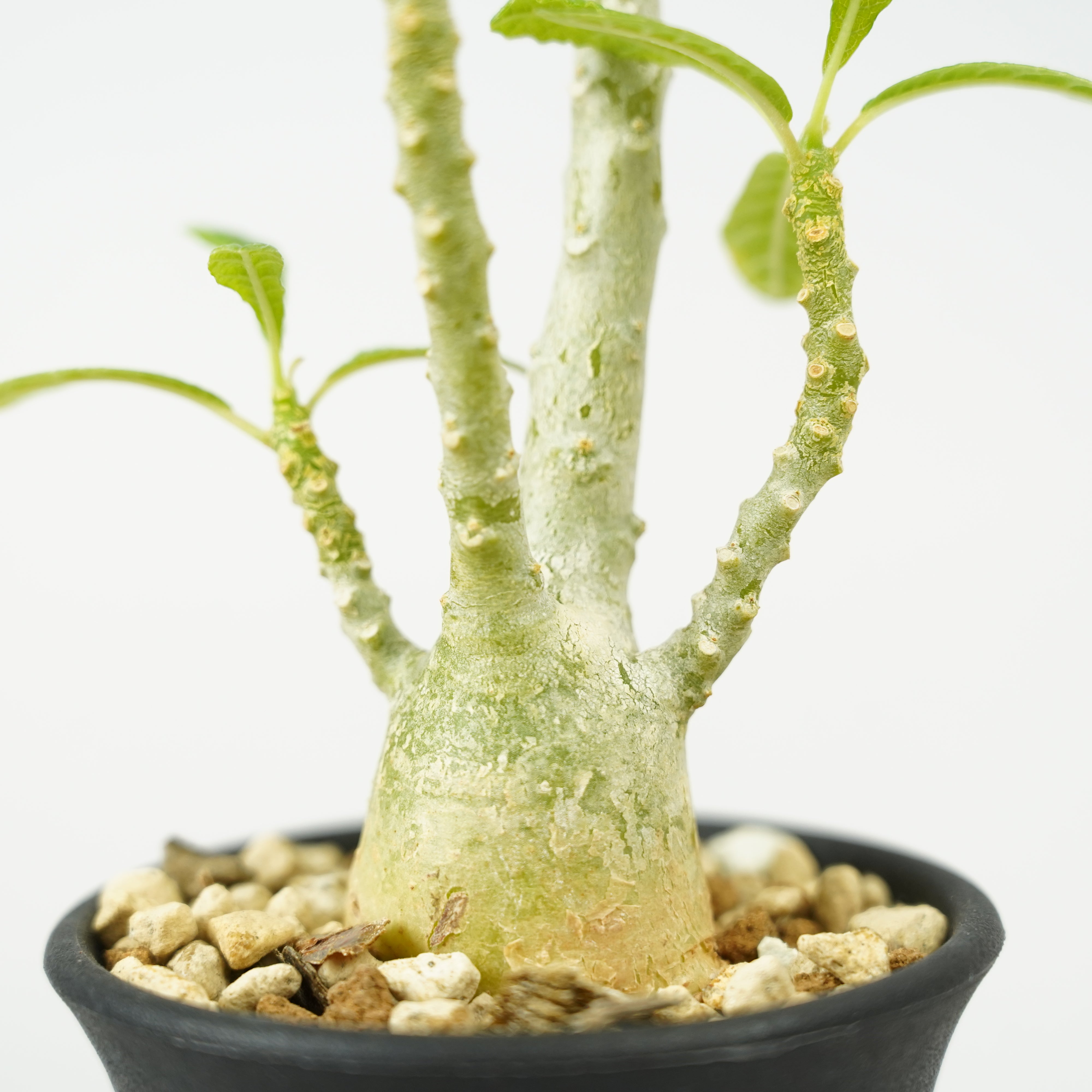 HACHI-8公式】ドルステニア・ギガス「Dorstenia gigas」/DL0195 – Hachi-8