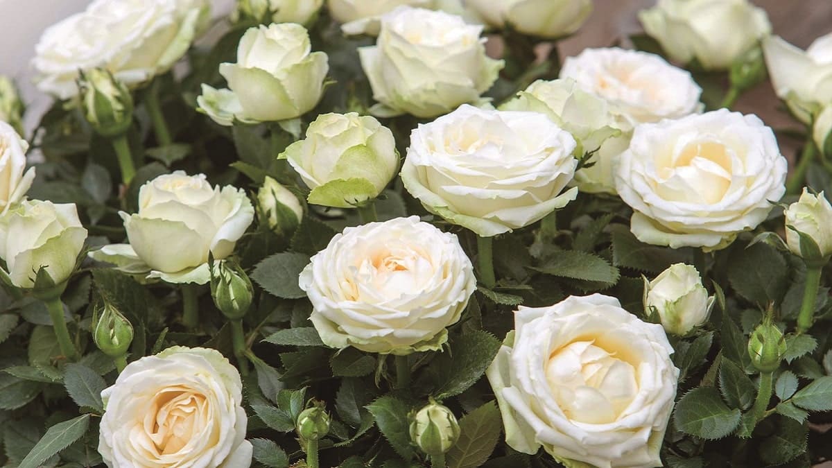 インフィニティ® ローズ Infinity Rose | 株式会社ハクサン｜花や植物