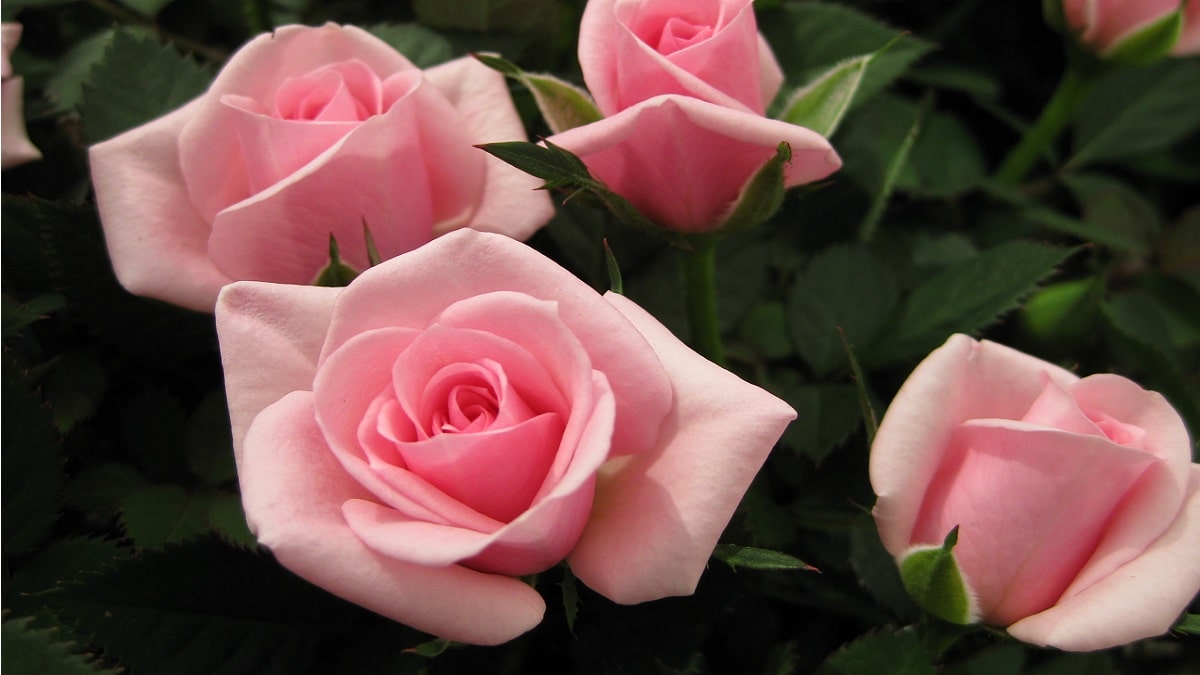 ローズフォーエバー RosesForever | 株式会社ハクサン｜花や植物、園芸