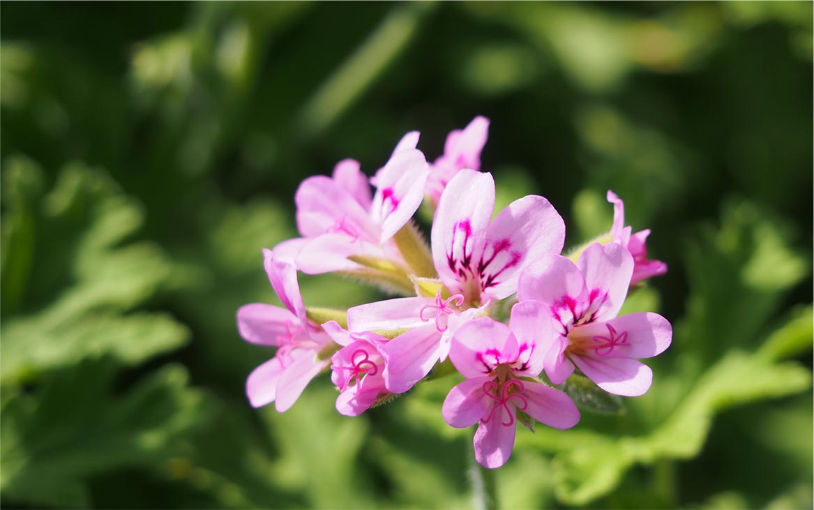 ハーブ庭園 旅日記の「ナチュラル化粧品」について
