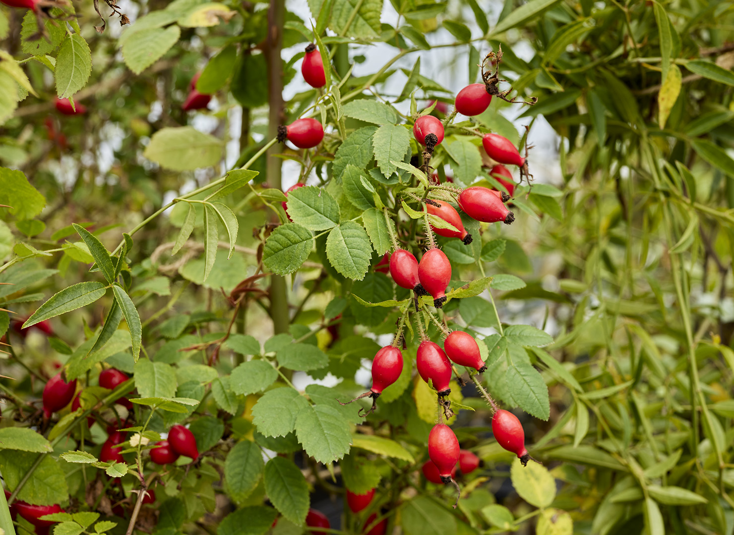 ロサ エグランテリア – Rosa eglanteria | 姫野ばら園八ヶ岳農場