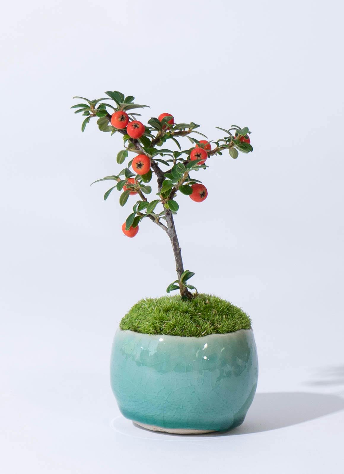 四角鉢 多肉植物鉢 紫砂鉢 盆栽鉢 植木鉢 小品盆栽鉢 大品盆栽鉢 四方