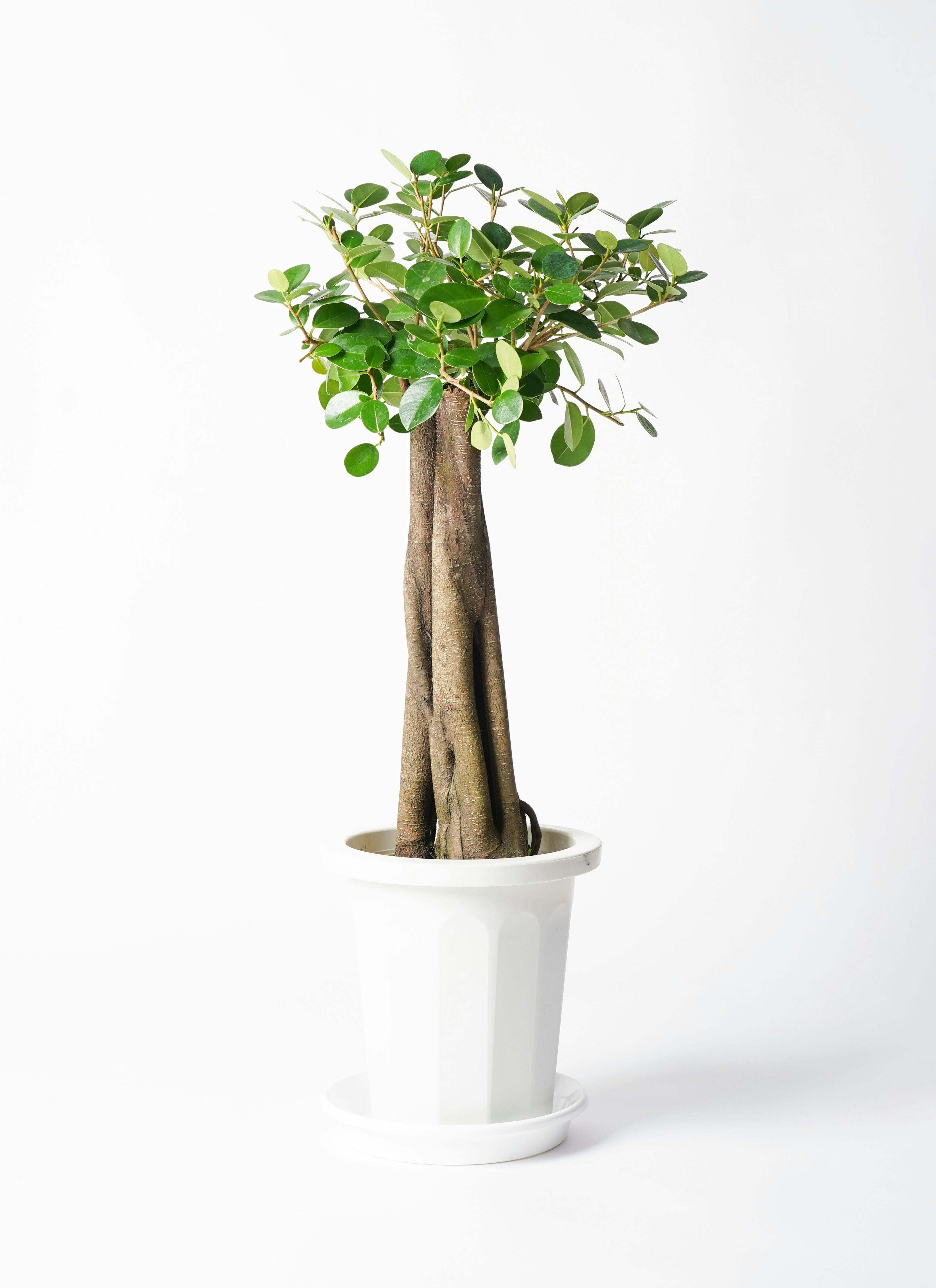 ガジュマル 8号 | 観葉植物通販HitoHana(ひとはな)