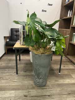 観葉植物 モンステラ 8号 ボサ造り ビトロ エンデカ クリーム アイアン