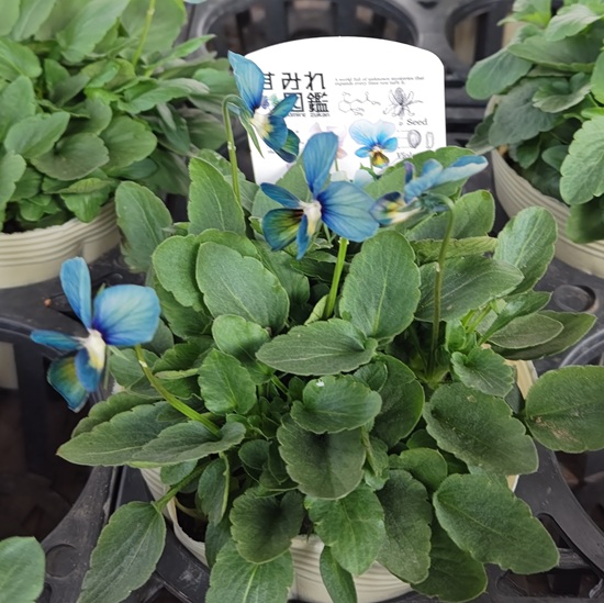 この秋はすみれ図鑑とパルプンテにぞっこん！: 今日も星日和 kyomo