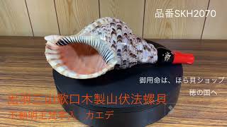 法螺貝 約37㎝ 木製歌口,新品 MH-459 法螺貝 39.2cm 蓋付 法螺貝 約37