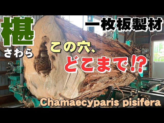 芯に大きな穴】さわら原木を製材【木の店さんもく】Japanese