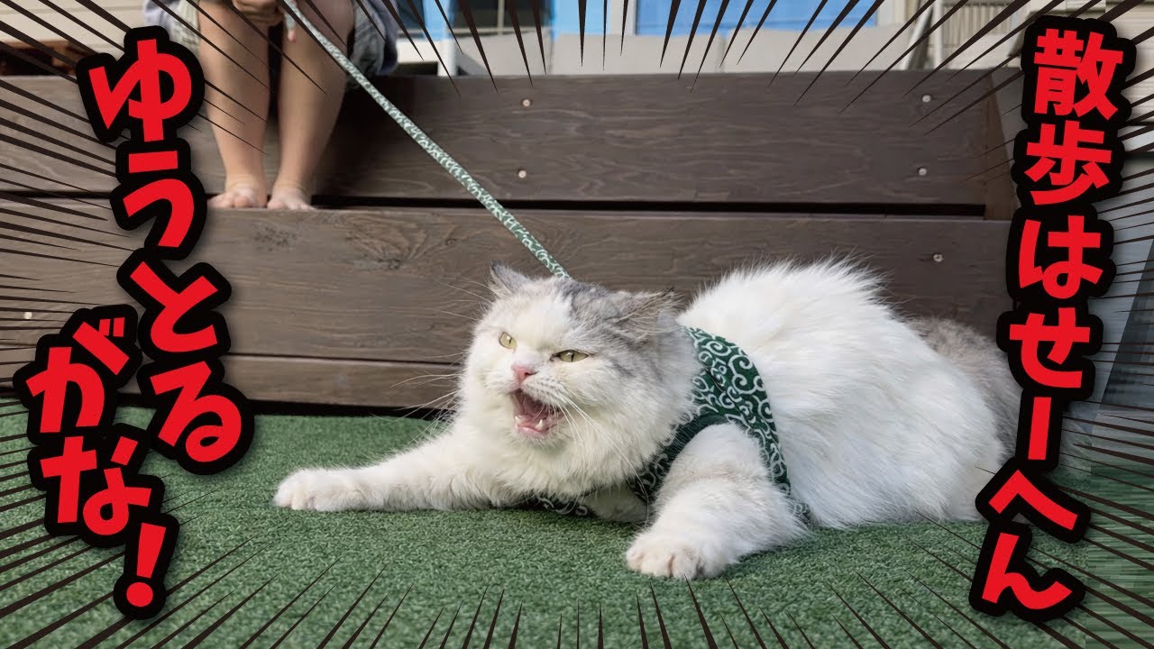 A girl who wants to take her cat for a walk vs. a cat who says she